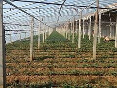 青州市魯泰塑料廠 優質灌漿膜供應商，專注草莓與葡萄專用膜生產